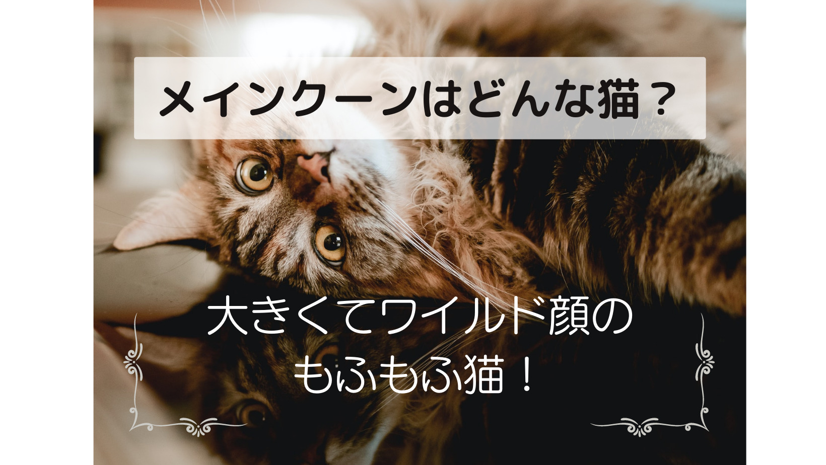 メインクーンはどんな猫 大きくてワイルド顔のもふもふ猫 メインクーンと暮らしたい メインクーンはどんな猫 大きくてワイルド顔のもふもふ猫 メインクーンと暮らしたい