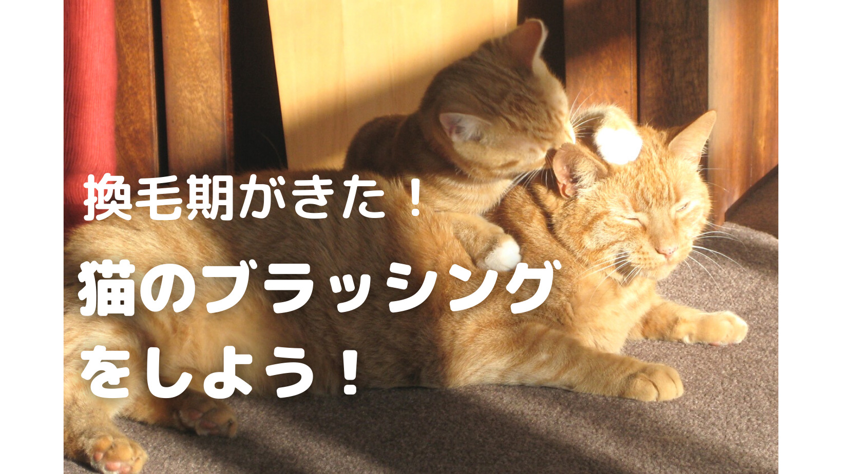 換毛期がきた 猫のブラッシングをしよう メインクーンと暮らしたい